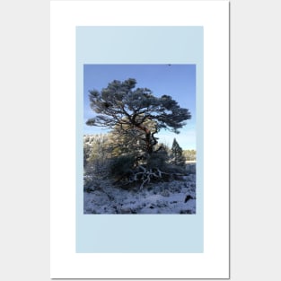 Tree in a snowy landscape Posters and Art